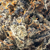 ( AAAA ) Jelousy ( LSO )   28% THC | $180/Oz  thumbnail 2