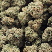 Zombie OG 💨 $100 Oz, White Ash 💨