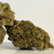 Blue Tuna Fin | Value Buds | $50 for 14 grams | $90 an ounce | $130 for 2 ounces | $225 for 4 ounces | $375 for 8 ounces | $650 a pound | thumbnail 4