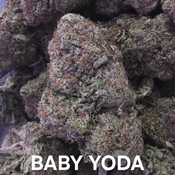 Baby Yoda Indica Dominant