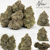 Canna-corp-canada.com