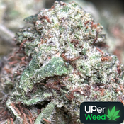 (28G) - First Class Gas🥇⛽Indica | Qp Bulk Deal for $200
