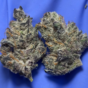ANIMAL COOKIES SMALLS  (Girl Scout Cookies x Fire OG)