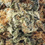 ( AAA ) Animal Face 28% THC | $120/Oz   thumbnail 2