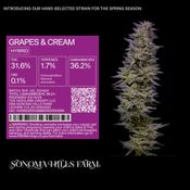 Grapes & Cream - 3.5g Flower Jar
