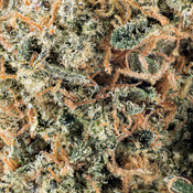 ( AAA ) Guava Gelato 23% THC |  $108 /Oz -Indica thumbnail 2