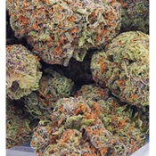 **Comming Soon** Pineapple Express