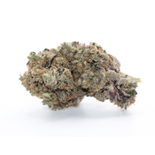 Black Tuna HYDROPONIC 🔥 Premium AAAA+ ⛽️⛽️
