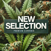 Canna-Corp-Canada.com