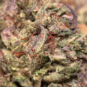 (28G) - BLACK TUNA🖤⛽Indica | 4Oz Bulk Deal for $200 thumbnail 3