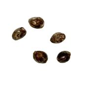 Autoflower Breeder's Club - Ice Cream Cake CBD:THC 1:1 Seeds (Autoflower) 5 Pack Seeds - Ice Cream Cake CBD:THC 1:1 Seeds (Autoflower) 5 Pack Seeds thumbnail 1