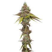 Humboldt Seed Company Magic Melon Seeds (Autoflower) 5 Pack Hybrid thumbnail 1