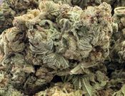14g -GELATO - (AAA)