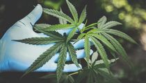 Satica Cannabis Collingwood