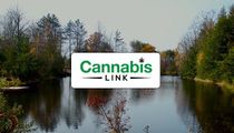 Cannabis Link (Spring Bank)