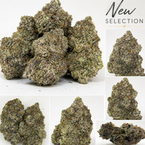 Canna-corp-canada.com 