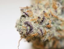 Three Rivers Dispensary - REC