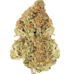 QP FOR $200  -  PAYTON