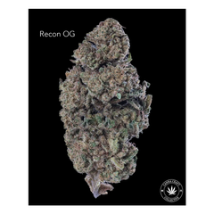 AA - RECON OG