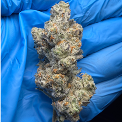 ARTIFICIAL RED (Gmo x Red Pop) bred by Exotic Genetix