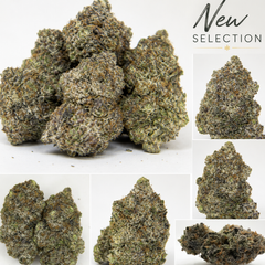 Canna-corp-canada.com
