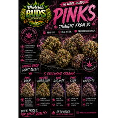 QUADS KINGS - CRAZY PINKS FIRST TIME IN WINDSOR - SUMMER SALE