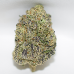 Black Tuna Balanced Hybrid AAA 