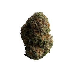 Gas Berry Flower (Hybrid)