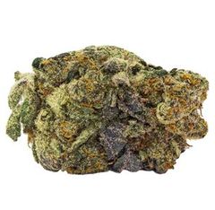 Great White Shark - High Five