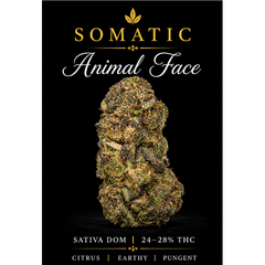 Animal Face | 24-28% THC | SATIVA | $60 an oz | $85 for 2 ozs | $140 for 4oz | 