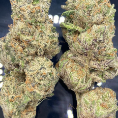 *NEW* Master Splinter