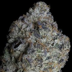 (NEW) LSO 11 Week Pink AAAA+ (5*)
