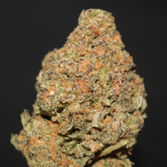 AAA+ | PURPLE DEATH BUBBA BY ROYAL GARDENS - 14G