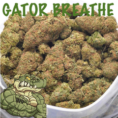 GATORS BREATHE AAAA+ - 2 FOR $130
