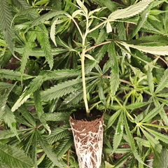 <GROWERS DREAM> VARIETY OF CLONES OVER 35%THC 