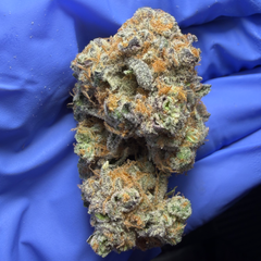 CAPPYS PAPAYA (Cappy Gilmore x Papaya)