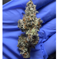 GARYS BERRIES (Gary Poppins x Monkey Berries) 