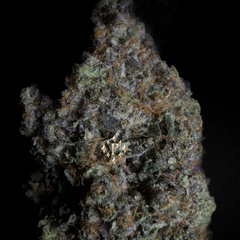 [NEW] LSO Pink Tuna 2.0 AAAA+(5*)