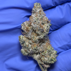 ANIMAL COOKIES (Girl Scout Cookies x Fire OG) 