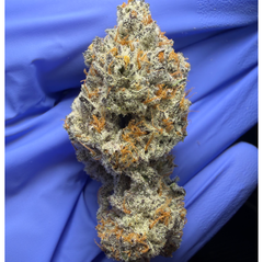 ICE CREAM CAKE (Wedding Cake x Gelato #33) bred by Seed Junky Genetics