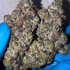 (NEW) LSO 12 Week Tom Ford AAAA+ (5*)