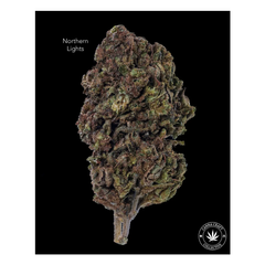 AA - NORTHERN LIGHTS