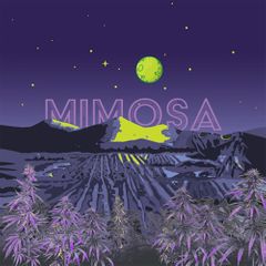 Mimosa