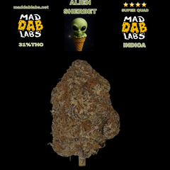 ALIEN SHERBET - GROWN BY MAD DAB LABS🔥🔥🔥🔥🔥