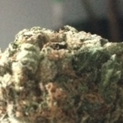 Double og kush 