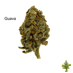 1 OUNCE $80 - GUAVA - AAA