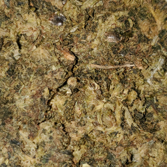 *ORGANIC* JAMAICAN SESS LAMBS BREATH 34% THC 4% CBD  SATIVA HYBRID AAAAA