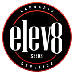  Elev8 Seeds - Regular & Feminized