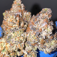 (NEW) LSO 11 Week Pink AAAA+ (5*)