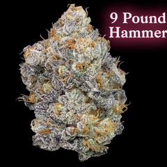 ** 9 Pound Hammer | AAAA| 30%THC | 50%OFF = $120 OZ